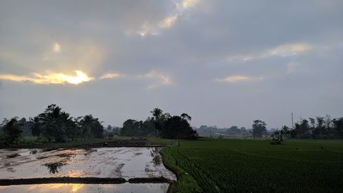 Scenic view of agricultural field against sky during sunset