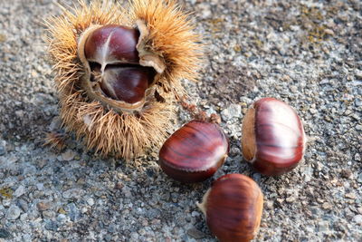 High angle view of shells on ground