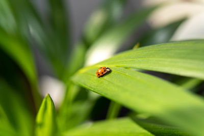 Close-up of ladybug on leaf