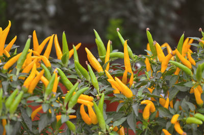 Close-up of yellow flowering plants