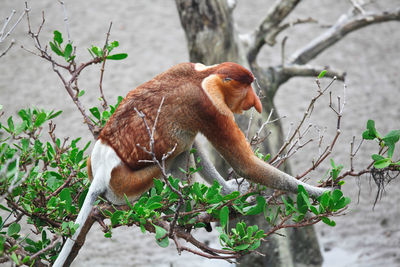 Monkey on tree branch