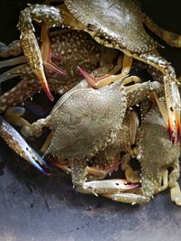 Fresh crabs are being prepared for cooking.