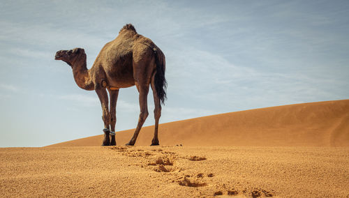 View of a desert