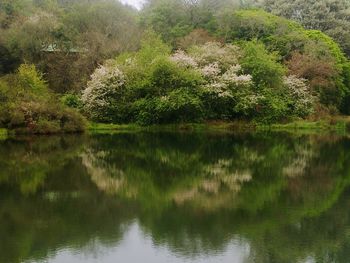 Scenic view of lake in forest against sky