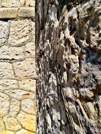 Full frame shot of tree trunk