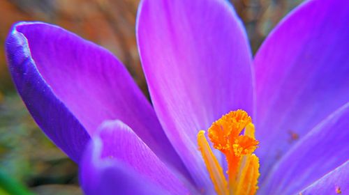 Close-up of purple flower