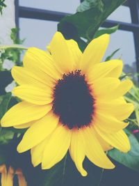 Close-up of yellow flower