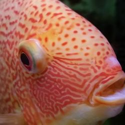 Close-up of fish