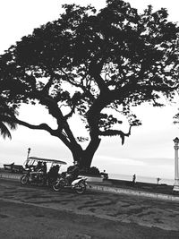 Trees on beach against sky