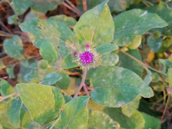 Close-up of purple flowering plant