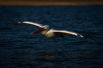 Close-up of bird flying over lake