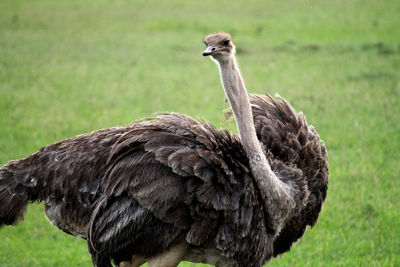 Close-up of a bird