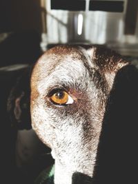 Close-up portrait of a dog