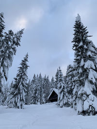 Pine trees on snow covered land against sky