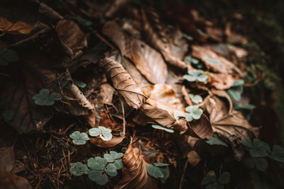 Close-up of dry leaves on field