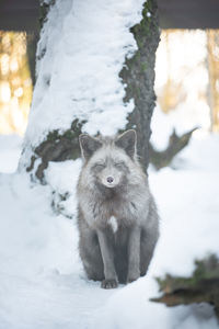 Portrait of dog in snow