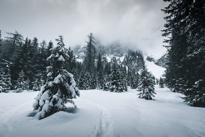 Snow covered pine trees against sky during winter