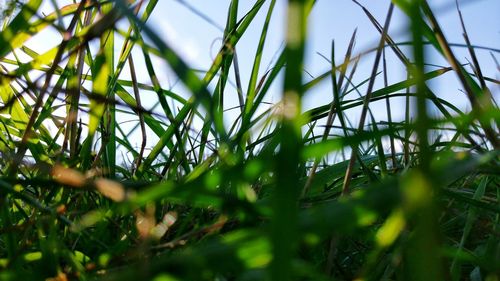 Close-up of green grass