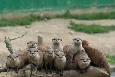 Portrait of a family of asian small clawed otters sitting on a log together 