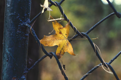 Close-up of dry maple leaves on metal fence