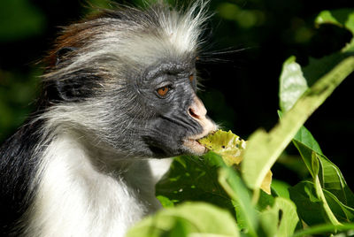 Close-up of monkey eating leaf