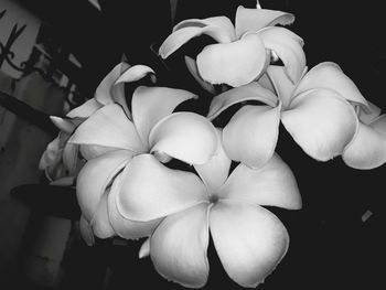 Close-up of white flowers