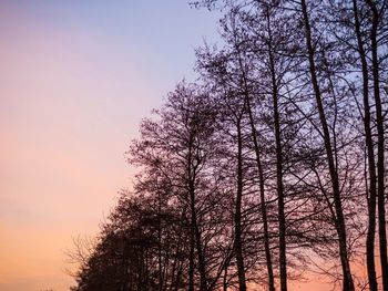 Low angle view of silhouette trees against sky at sunset