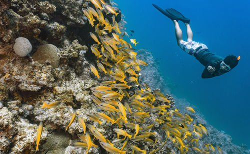 Free diver looking at school of snapper on the great barrier reef