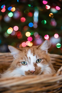 Close-up portrait of cat in wicker basket against illuminated christmas tree
