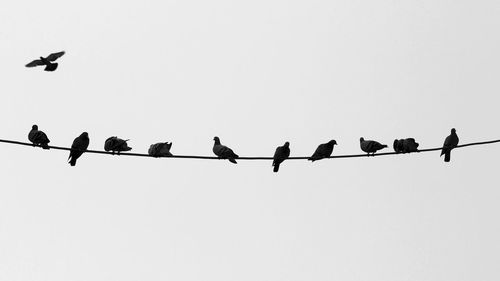 Low angle view of silhouette birds perching on power lines against clear sky