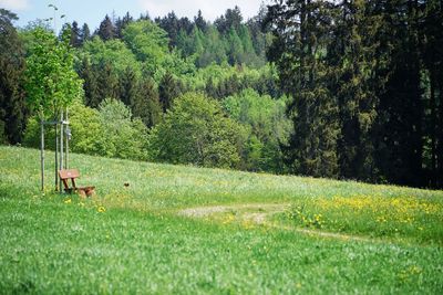 Scenic view of trees growing on field