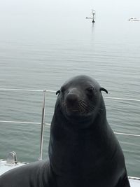 High angle view of sea lion