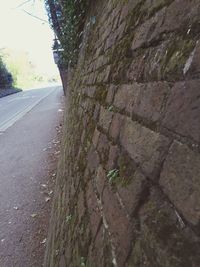 Road along trees