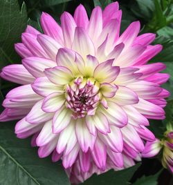 Close-up of pink dahlia blooming outdoors