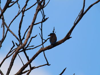 Low angle view of bird perching on branch against blue sky