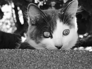 Close-up portrait of cat relaxing outdoors