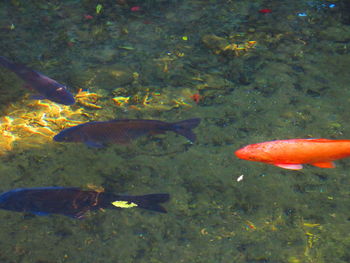 Close-up of koi fish in water