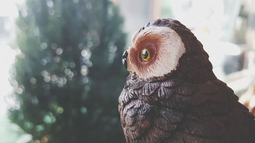 Close-up portrait of owl