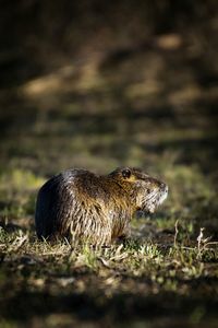 Close-up of animal on field
