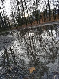 Reflection of bare trees in water