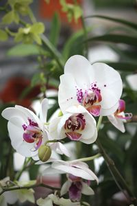 Close-up of white roses
