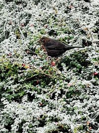 High angle view of bird perching on plant