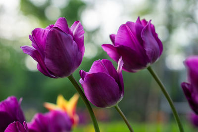 Close-up of purple tulip flower in field