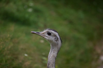 Close-up of a bird looking away