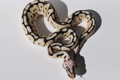 Close-up of snake against white background