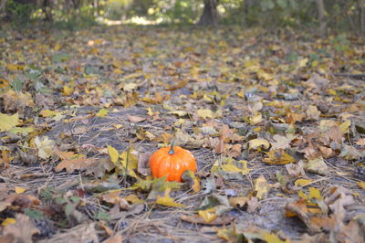 Autumn pumpkin for halloween