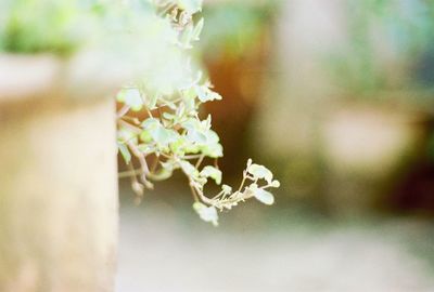 Close-up of white flowers