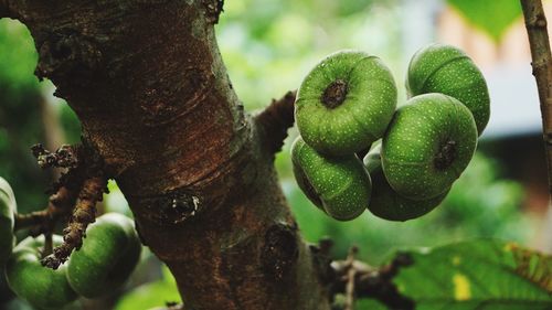 Close-up of fruits growing on tree