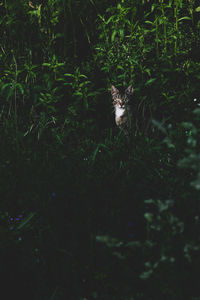 Portrait of cat sitting on field