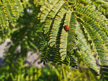 Close-up of ladybug on leaf